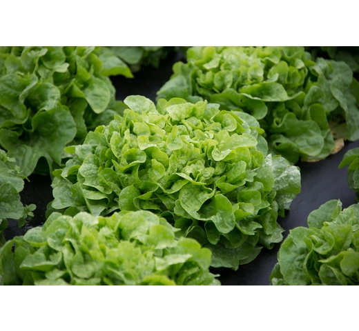 Lettuce (Green Oak) – QUECHUA
