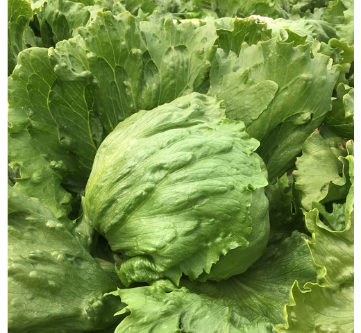 Lettuce (Iceberg – Medium for Warm Slot) – TAWRIFFIC