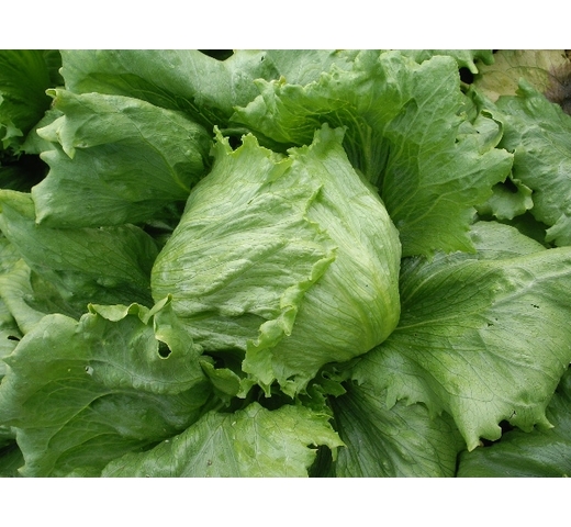 Lettuce (Iceberg – Large for Cool Slot) – VINTAGE CROP