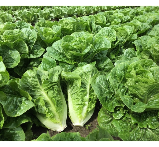 Lettuce (Cos) – YAMBU