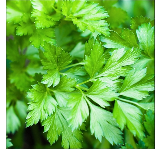 Parsley (Italian Flat Leaf) – NOVAS