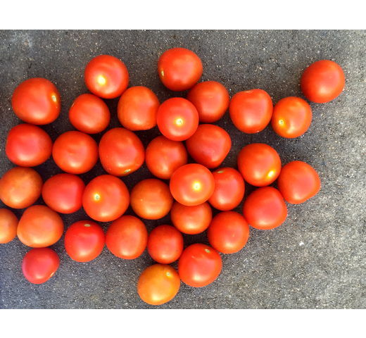 Tomato (Cherry – Indeterminate) – ASTUTO