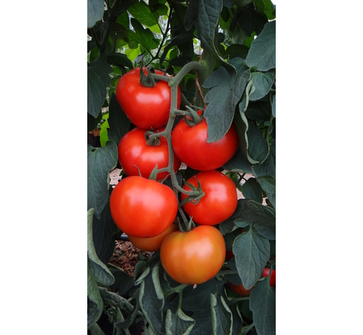 Tomato (Round Gourmet – Indeterminate) – DUNCAN