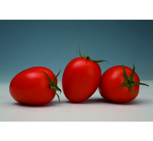 Tomato (Saladette Roma) – IGNITE