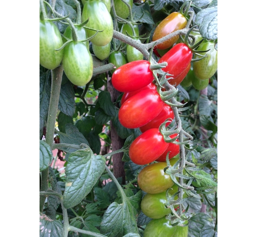 Tomato (Grape – Mini Roma) – LIZARRA
