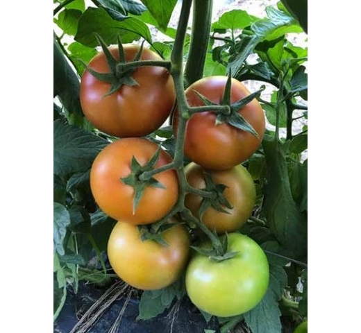 Tomato (Round Gourmet – Indeterminate) – MONARO