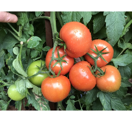 Tomato (Round Gourmet – Indeterminate) – MATTY
