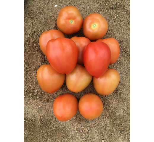Tomato (Saladette Roma) – ORIGIN