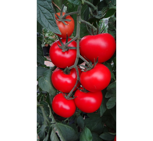 Tomato (Round Gourmet – Indeterminate) – ROVER
