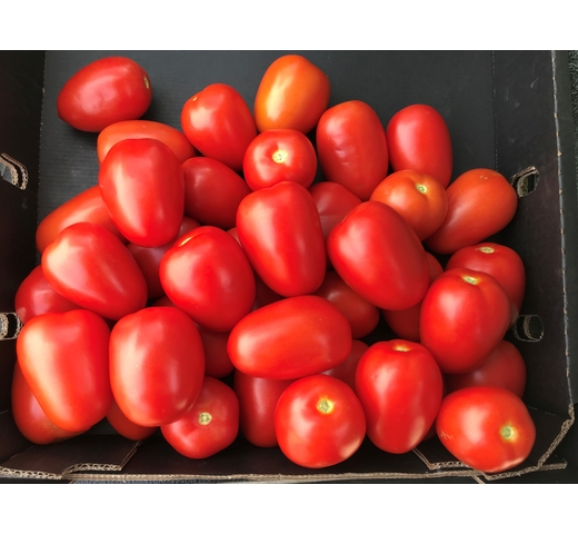 Tomato (Saladette Roma) – THOR