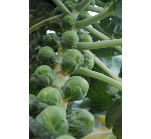 Brussel Sprouts BREST
