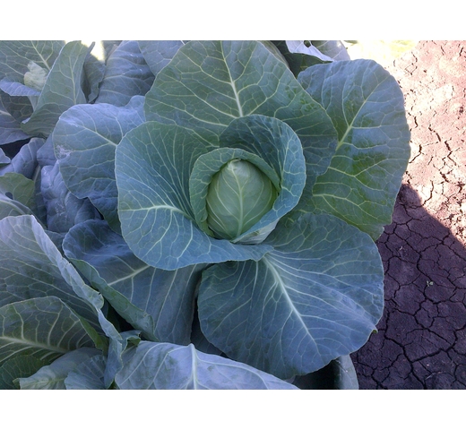 Cabbage (Green) ENDEAVOUR