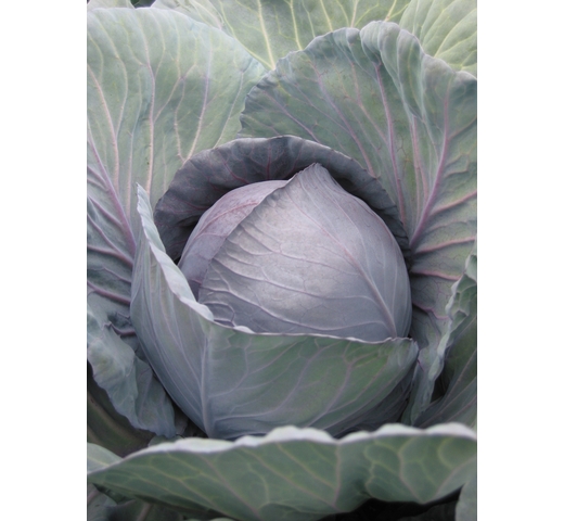 Cabbage (Red) ROMANOV