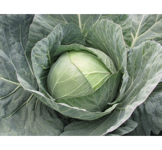 Cabbage (Green) TAURUS