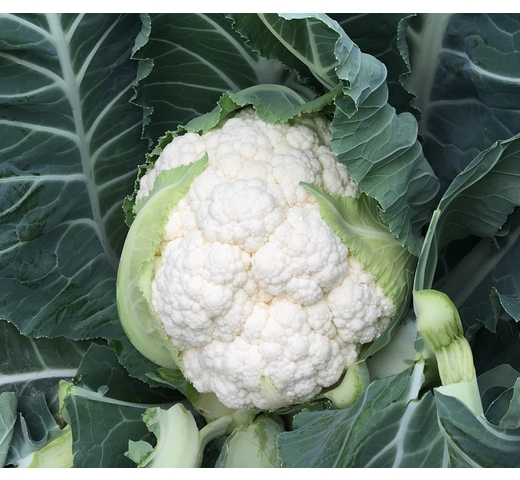 Cauliflower (White – Intermediate – Mild Season) DEFENDER