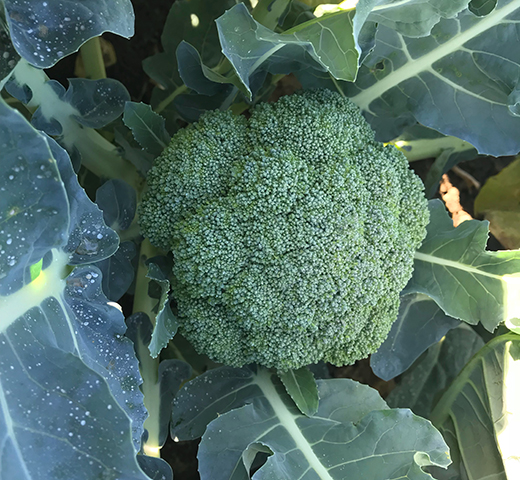 Broccoli HAPA