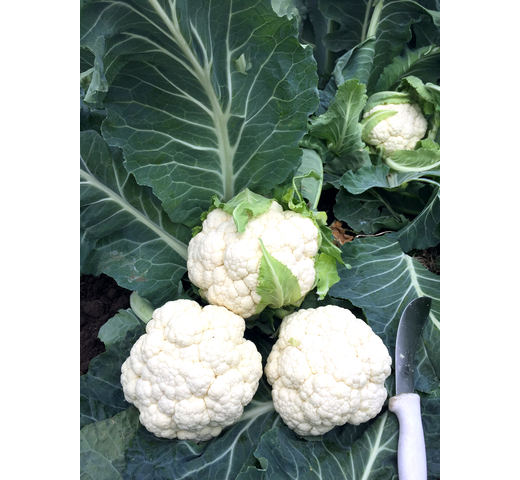 Cauliflower (White – Warm Season) KISMET