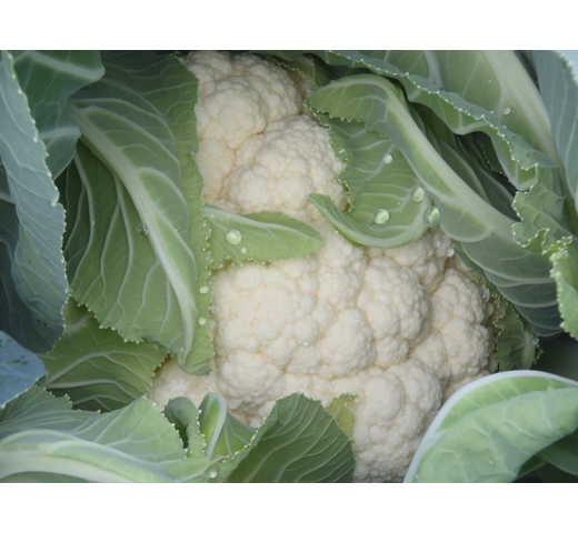 Cauliflower (White – Intermediate – Mild Season) SCUDO