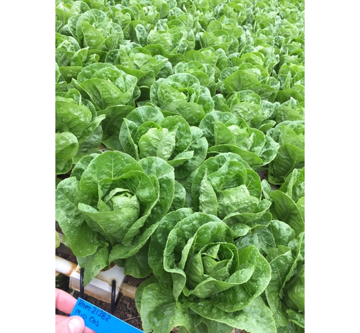 Lettuce (Cos) – ALTANERA