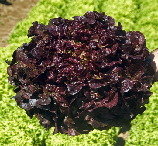 Lettuce (Red Oak) – EXOTINE