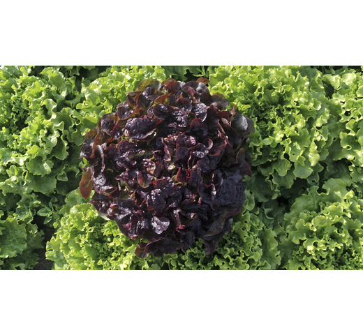 Lettuce (Red Oak) – FLAMBINE