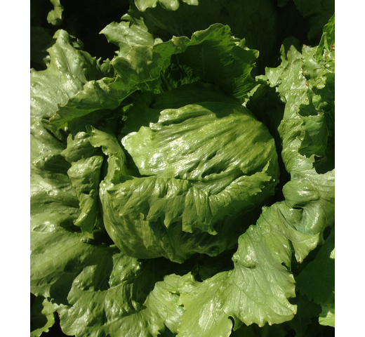 Lettuce (Medium for Warm Slot) – PURSUIT