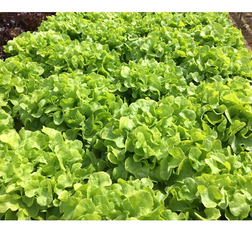 Lettuce (Green Oak) – QUATOR