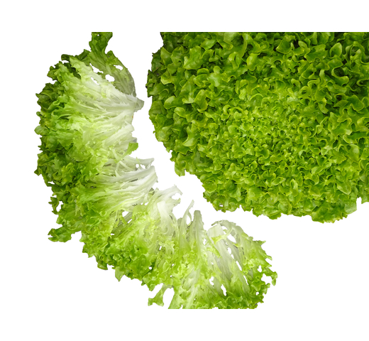 Lettuce (Multileaf) – UPPERCUT