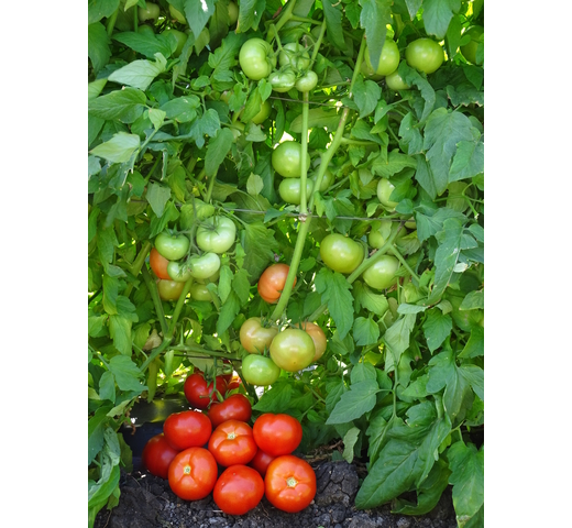 Tomato (Round Gourmet – Determinate) – BREAKER