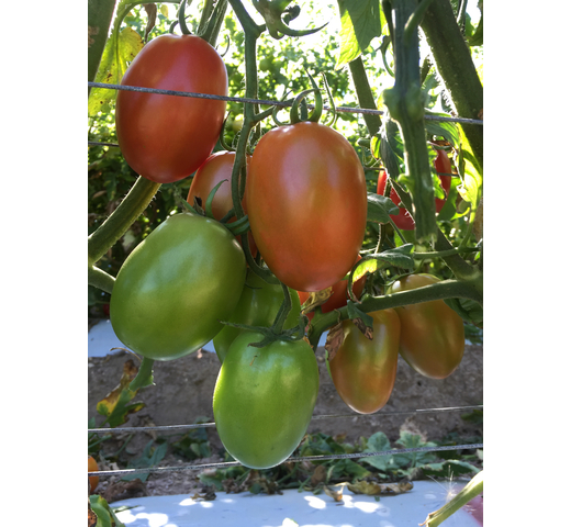 Tomato (Saladette Roma – Indeterminate) – COLT