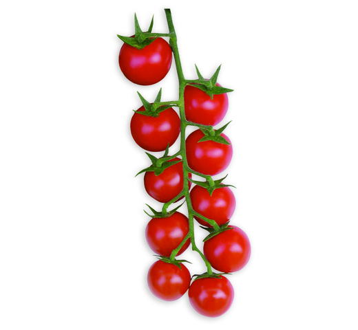 Tomato (Cherry – Indeterminate) – FELICITY