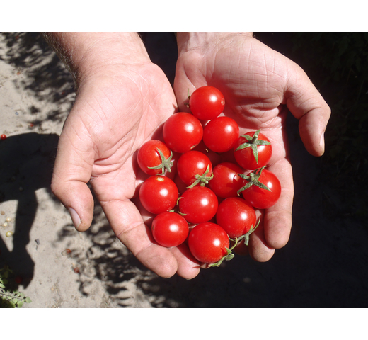 Tomato (Cherry – Indeterminate) – PlaTYnum