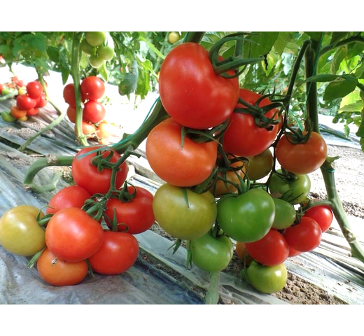 Tomato (Round Gourmet – Indeterminate) – TAGLIS