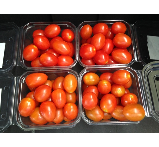 Tomato (Grape – Mini Roma – Indeterminate) – TYPSY