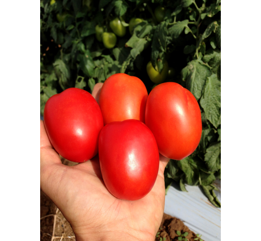 Tomato (Determinate) – TROOPER