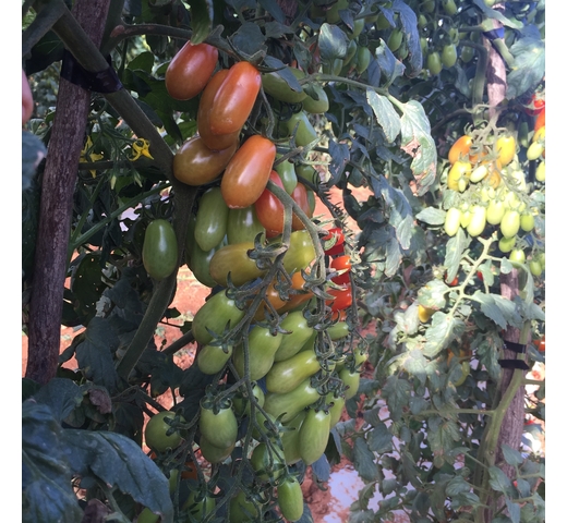 Tomato (Grape – Mini Roma – Indeterminate) – ORNELA
